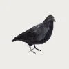 Puebco Crow 2 (Large)< Homegoods